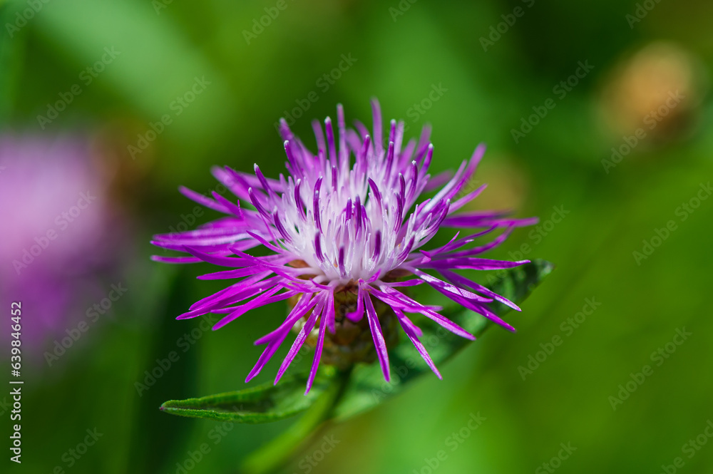 Centaurea flower in the meadow in the morning. Centaurea flower in the meadow in the morning.