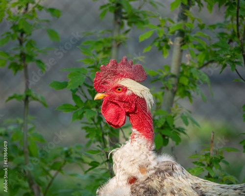 One head of the rooster is close -up. photo