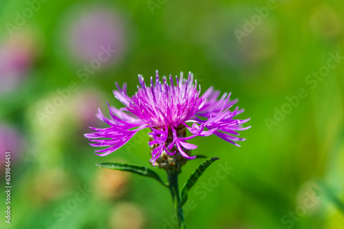 Spotted knapweed flower in the meadow, close-up.