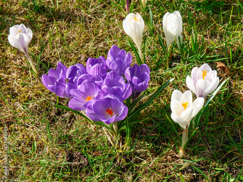 Green city park in spring bloom photo