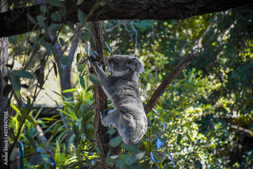 Photography Cute koala on the tree The background is a forest of trees,Soft sunlight