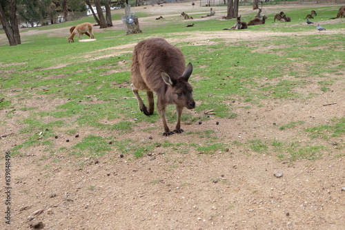 kangaroos in Melbourne's Australia zoo