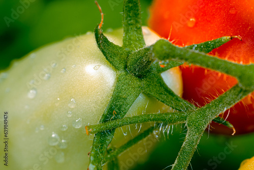 San marzano tomatoes after rain. Water drops on tomatoes. Macro photo