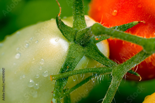 San marzano tomatoes after rain. Water drops on tomatoes. Macro photo