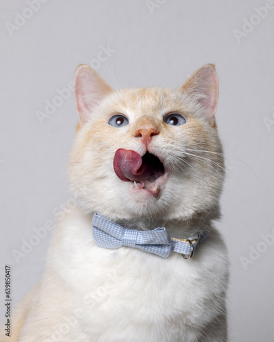 A cat with blue eyes and a blue bow tie licks his lips