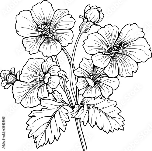 Geranium