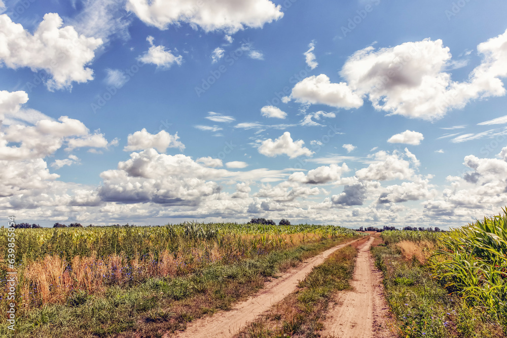 Cloudy sky over a corn field with a road on a sunny day Cloudy sky over a corn field with a road on a sunny day