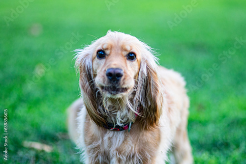 portrait of a dog