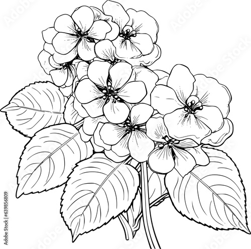 Hydrangea