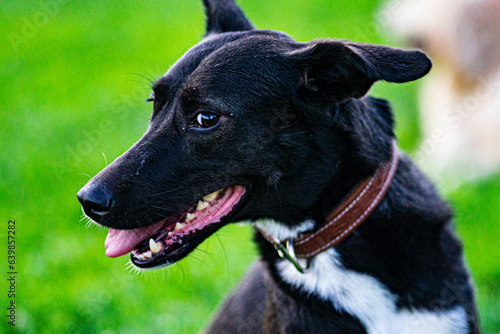 black  dog