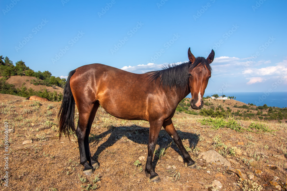 Wild horses in the mountains by the sea in the summertime.