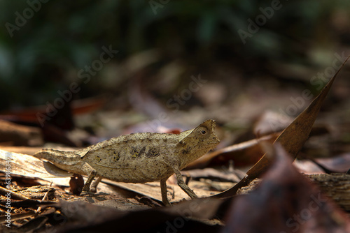 Brown leaf chameleon on the ground in Madagascar national park. Stump tailed chameleon is slowly walking in the forest. Animals who can change the color of the skin.  photo
