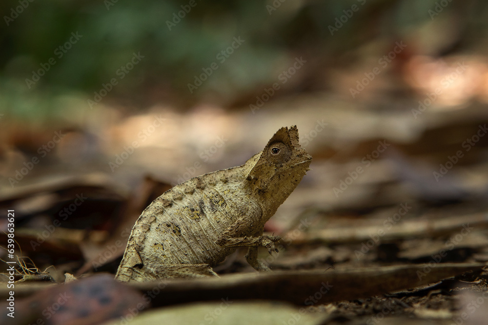Brown leaf chameleon on the ground in Madagascar national park. Stump tailed chameleon is slowly walking in the forest. Animals who can change the color of the skin. Brown leaf chameleon on the ground in Madagascar national park. Stump tailed chameleon is slowly walking in the forest. Animals who can change the color of the skin.