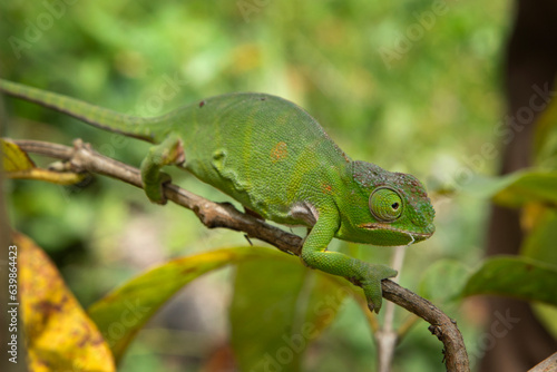 Lesser chameleon is climbing on the branch in Madagascar. Furcifer minor in the forest. Green chameleon is walking in the forest.
