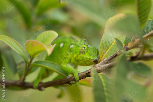 Perinet chameleon is climbing on the branch in Madagascar. Calumma gastro taenia in the forest. Green chameleon in Madagascar park.