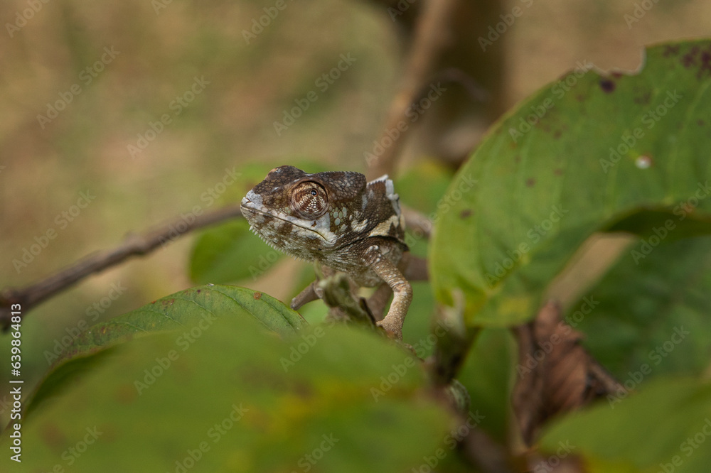 Panther chameleon is climbing on the branch in Madagascar. Furcifer pardalis in the forest. Brown chameleon in Madagascar park. Panther chameleon is climbing on the branch in Madagascar. Furcifer pardalis in the forest. Brown chameleon in Madagascar park.