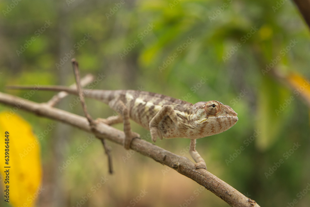 Obraz premium Panther chameleon is climbing on the branch in Madagascar. Furcifer pardalis in the forest. Brown chameleon in Madagascar park.