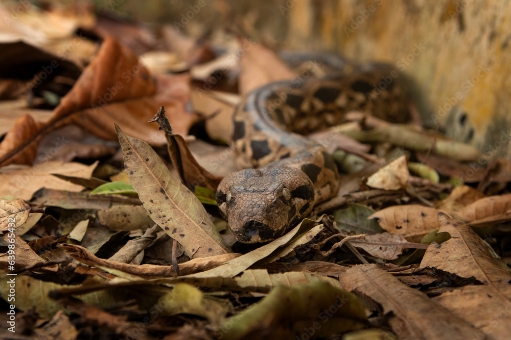 Acrantophis madagascariensis is slithering among dry leaves in Madagascar. Madagascar ground boa in the forest. Brown boa in Madagascar park. Acrantophis madagascariensis is slithering among dry leaves in Madagascar. Madagascar ground boa in the forest. Brown boa in Madagascar park.