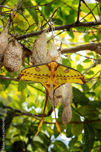 Madagascan moon moth in the Madagascar's national park. Argema mittrei is sitting on the cocoon. Nature on the Madagascar. photo