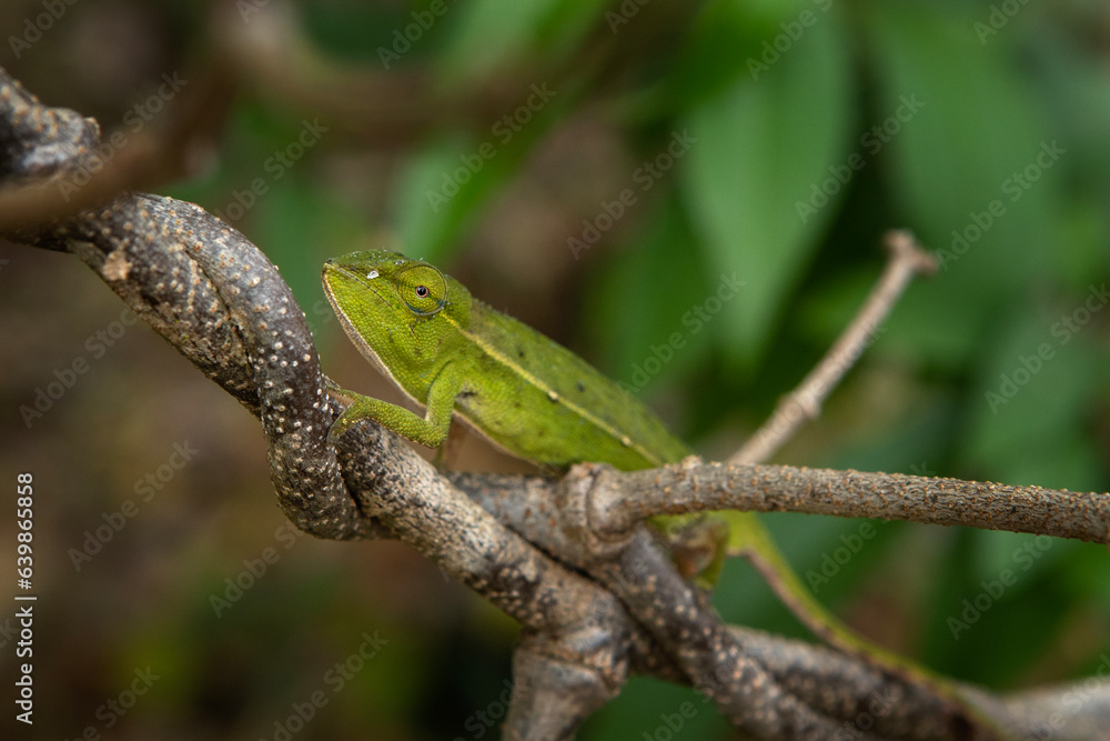 Perinet chameleon on the branch in Madagascar national park. Calumma gastrotaenia is slowly walking in the forest. Animals who can change the color of the skin. Perinet chameleon on the branch in Madagascar national park. Calumma gastrotaenia is slowly walking in the forest. Animals who can change the color of the skin.