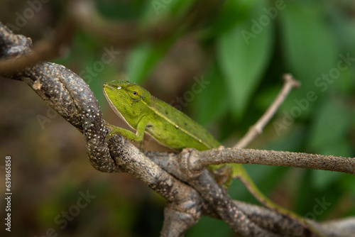 Perinet chameleon on the branch in Madagascar national park. Calumma gastrotaenia is slowly walking in the forest. Animals who can change the color of the skin. 
