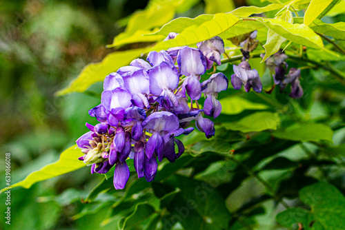flowers in the forest