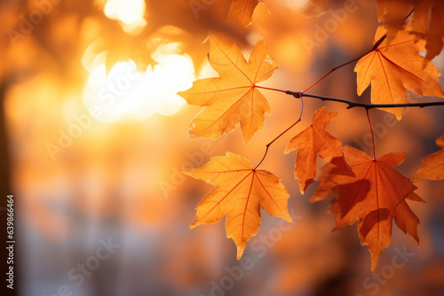 Autumn maple leaves in fall colors  with blurred background sunlight