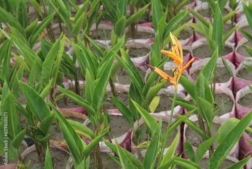 Orange Heliconia flower plant on farm photo