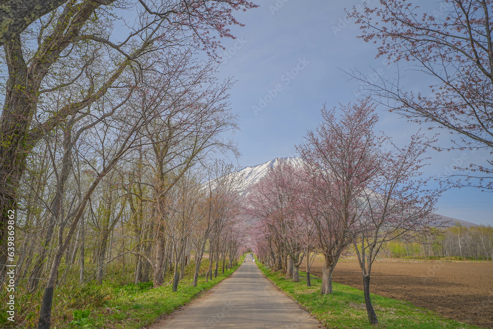 Obraz premium 真狩神社