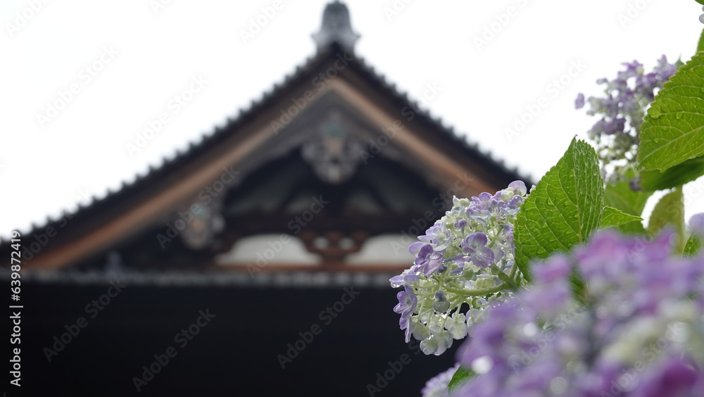 京都雨の寺