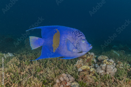 Fish swimming in the Red Sea, colorful fish, Eilat Israel
