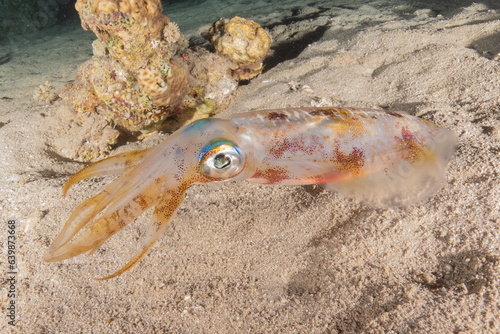 Squid in the Red Sea Colorful and beautiful, Eilat Israel 