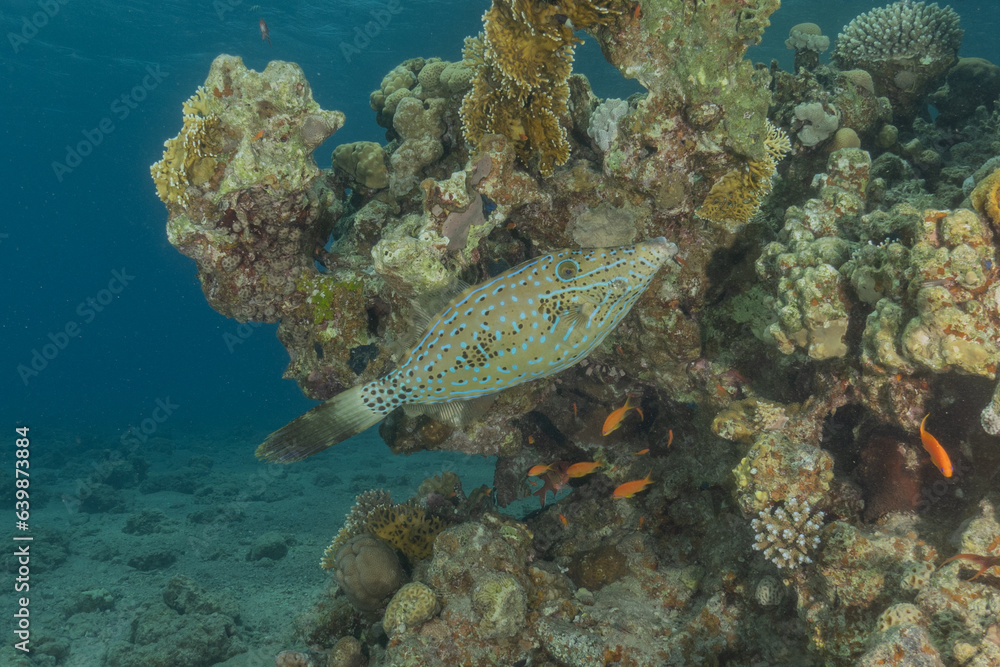 Fish swimming in the Red Sea, colorful fish, Eilat Israel
Fish swimming in the Red Sea, colorful fish, Eilat Israel