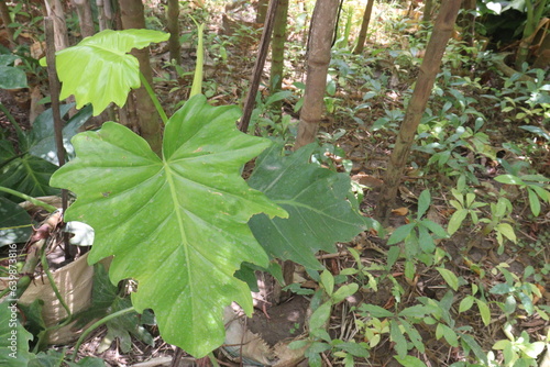 Rhaphidophora leaf plant on farm photo