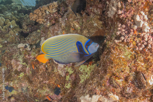 Fish swimming in the Red Sea  colorful fish  Eilat Israel 