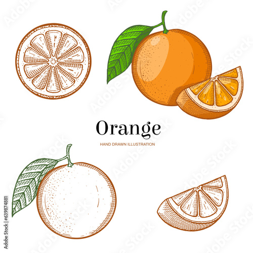 Two hand drawn oranges and three slices isolated on white background. Vegetarian, organic food. Vector Illustration.