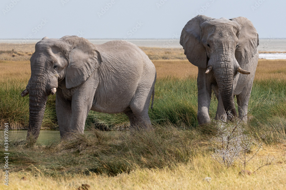 Two adult elephants at the waterhole