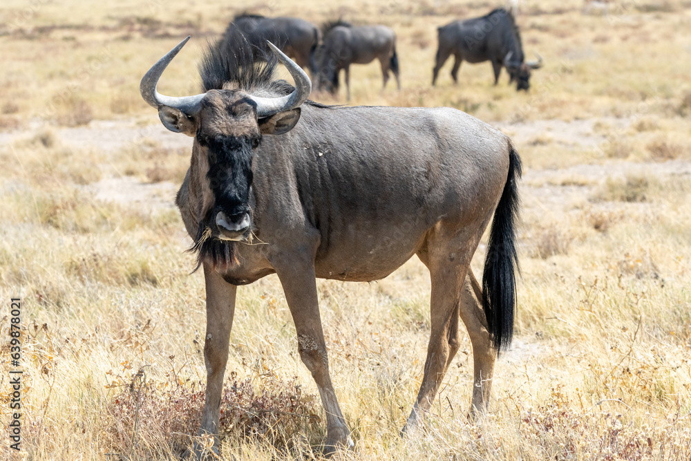 Wildebeest chewing grass
