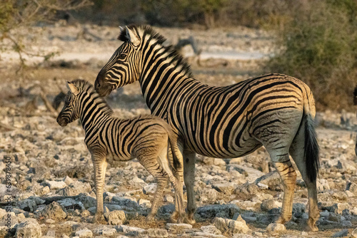 Baby and mother zebra