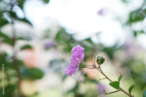 桃色と柔らかい雰囲気がかわいらしい植物
