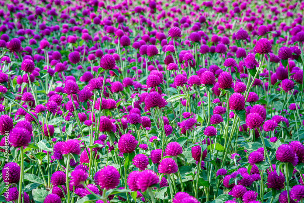 Colorful purple amaranth flowers in a blooming meadow with lush backgrounds