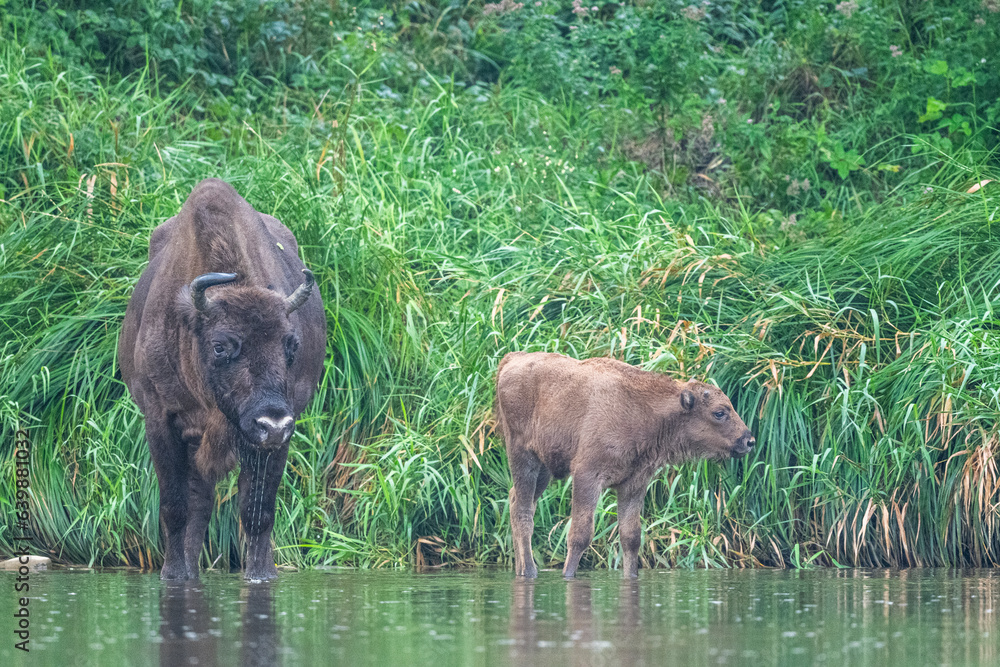 Fototapeta premium The European Bison, Wisent, Bison bonasus. Wild animal in its habitat in the Bieszczady Mountains in the Carpathians, Poland.