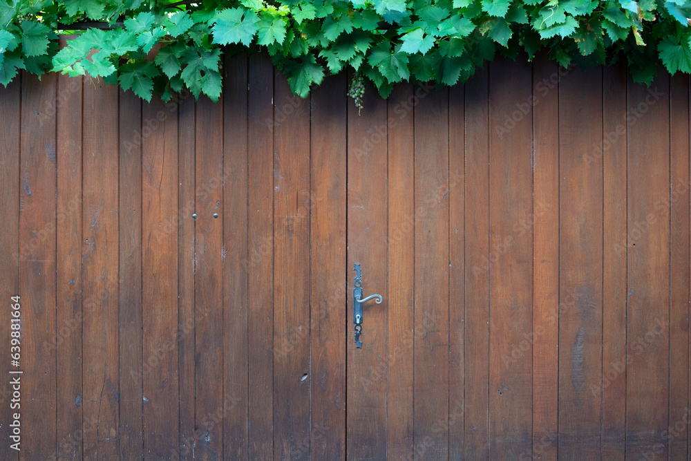porte en bois recouverte de vigne, pouvant servir d'arrière plan, de