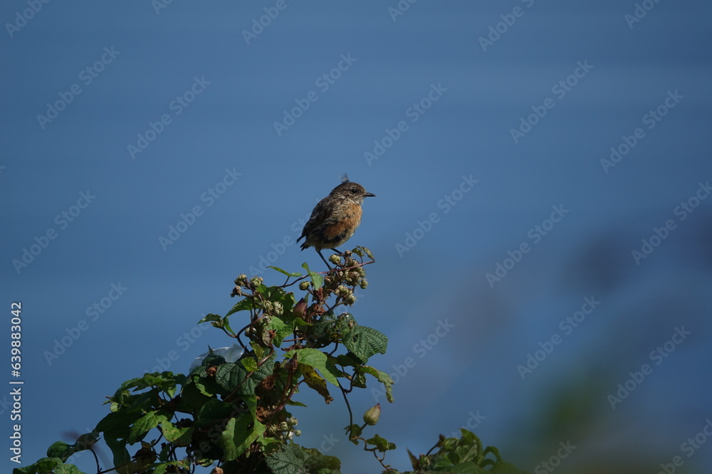 amusing juvenile European stonechat (Saxicola torquata) with a feather balanced on its head amusing juvenile European stonechat (Saxicola torquata) with a feather balanced on its head