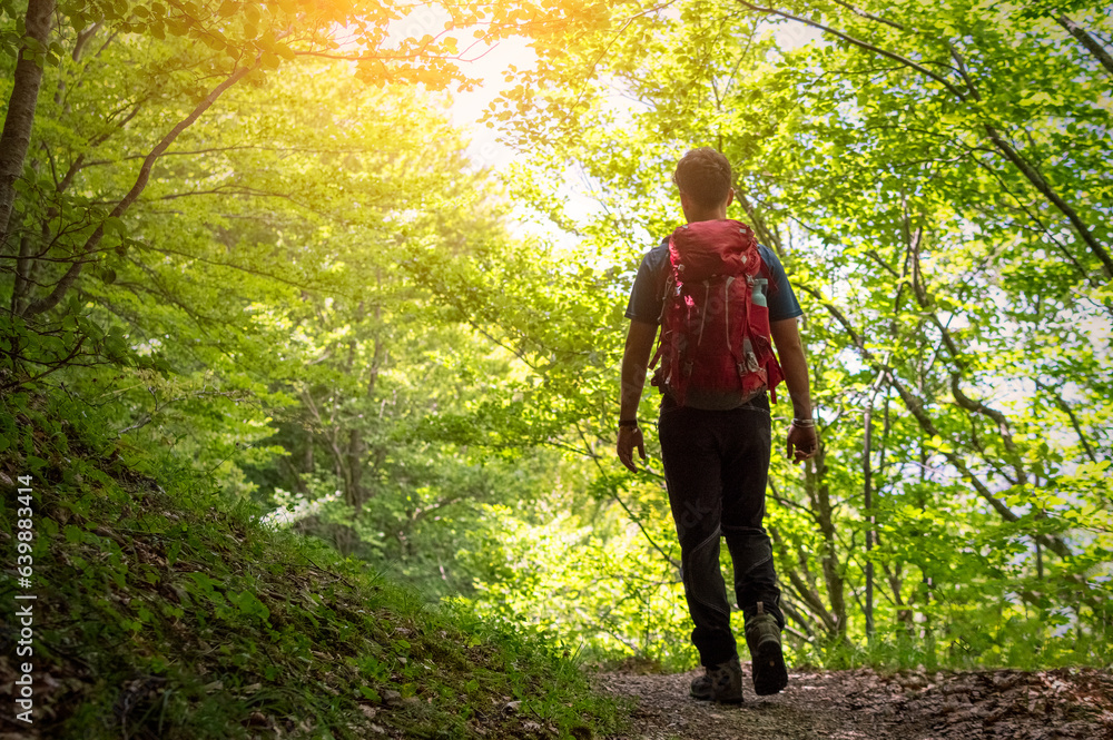 Hiker trekking through the forest, person walking amidst trees and nature, outdoor adventure concept Hiker trekking through the forest, person walking amidst trees and nature, outdoor adventure concept