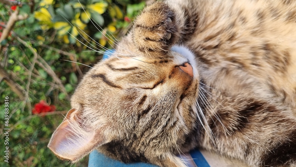 Fototapeta premium Sleeping Cute Cat. High quality photo