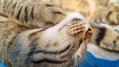 Sleeping Cute Cat. High quality photo