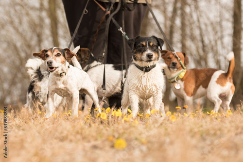A pack Jack Russell Terrier. Dog sitter is walking with many dogs on a leash in the beautiful nature in the season spring.