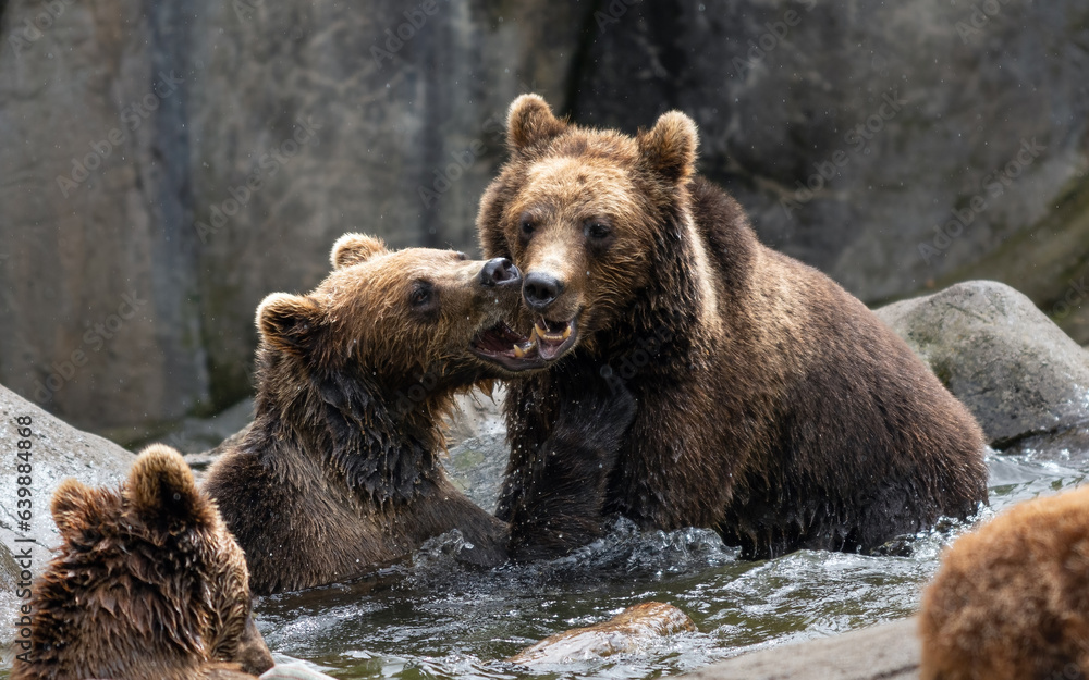 Fototapeta premium Two brown bears playing and having fun in water