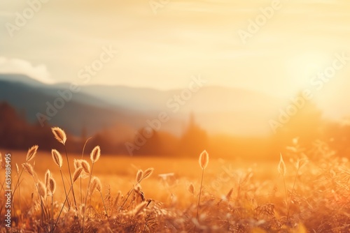 Beautiful golden meadow in the fog at sunrise. Nature background with copy space.